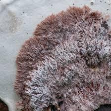 Attēlu rezultāti vaicājumam “Sporophagomyces chrysostomus”