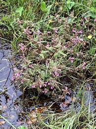 Attēlu rezultāti vaicājumam “Pedicularis palustris flower”