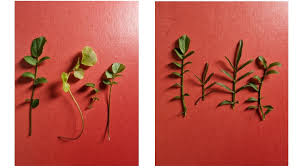 Attēlu rezultāti vaicājumam “Cardamine pratensis leaf”