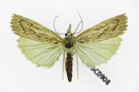 Attēlu rezultāti vaicājumam “Pediasia fascelinella”