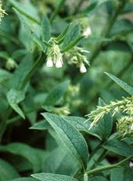 Attēlu rezultāti vaicājumam “Symphytum officinale flower”