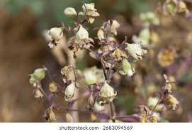 Attēlu rezultāti vaicājumam “Silene baccifera fruit”