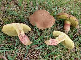 Attēlu rezultāti vaicājumam “Xerocomus pruinatus”