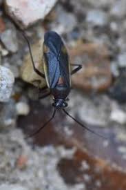 Attēlu rezultāti vaicājumam “Capsodes gothicus”