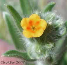 Attēlu rezultāti vaicājumam “Lycogala botrydium sessile”