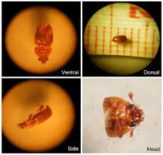 Attēlu rezultāti vaicājumam “Epuraea sp.”