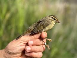 Image result for Phylloscopus schwarzi