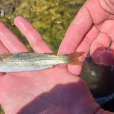 Image result for Chelon richardsonii