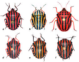 Attēlu rezultāti vaicājumam “Graphosoma lineatum nymph”