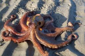 Image result for Octopus vulgaris