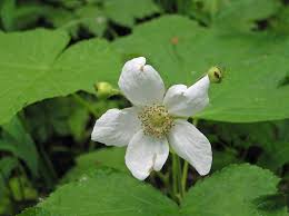 Attēlu rezultāti vaicājumam “Rubus idaeus”