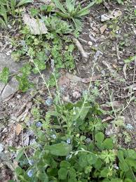 Attēlu rezultāti vaicājumam “Myosotis stricta”