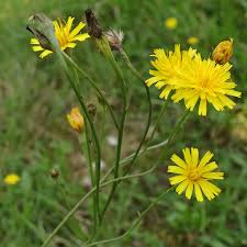 Attēlu rezultāti vaicājumam “Leontodon autumnalis”