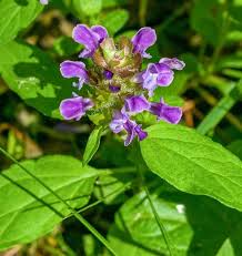 Attēlu rezultāti vaicājumam “Prunella vulgaris leaf”