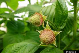 Attēlu rezultāti vaicājumam “Rubus idaeus fruit”