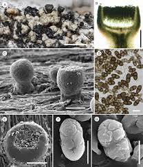Attēlu rezultāti vaicājumam “Calicium adspersum”