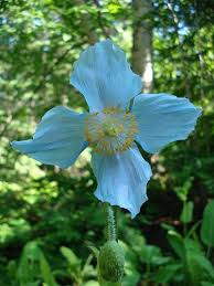 Image result for Meconopsis betonicifolia