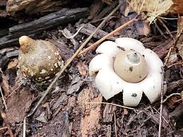 Attēlu rezultāti vaicājumam “Geastrum pectinatum”