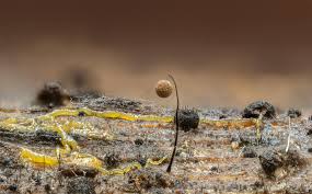 Attēlu rezultāti vaicājumam “Paradiacheopsis rigida macro”