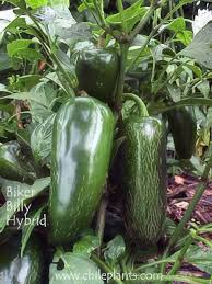 Afbeeldingsresultaat voor biker billy jalapeno hot pepper