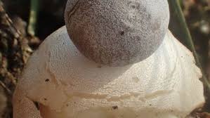 Attēlu rezultāti vaicājumam “Geastrum quadrifidum”