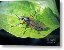 Attēlu rezultāti vaicājumam “Bibionidae female”