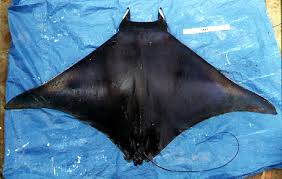 Image result for Mobula thurstoni