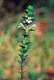 Image result for Euphrasia stricta