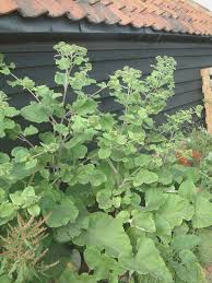 Attēlu rezultāti vaicājumam “Arctium lappa”