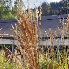 Attēlu rezultāti vaicājumam “Calamagrostis stricta”