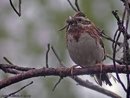 Image result for Emberiza rustica