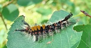 Attēlu rezultāti vaicājumam “Orgyia antiqua imago”