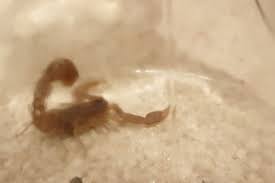 Image result for Scorpions Table Tennis Club