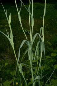 Attēlu rezultāti vaicājumam “Tragopogon pratensis subsp. pratensis leaf”
