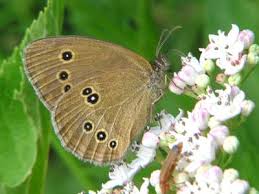 Attēlu rezultāti vaicājumam “Aphantopus hyperantus underside”