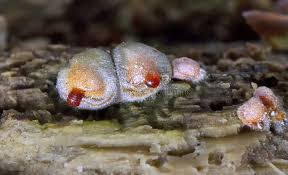 Attēlu rezultāti vaicājumam “Lycogala irregulare macro”