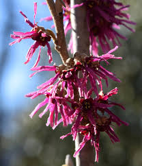 Attēlu rezultāti vaicājumam “Hamamelis vernalis flower”