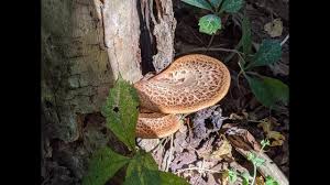 Attēlu rezultāti vaicājumam “Polyporus squamosus”