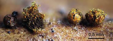 Attēlu rezultāti vaicājumam “Craterium aureonucleatum spores”