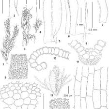Attēlu rezultāti vaicājumam “Sciuro-hypnum curtum”