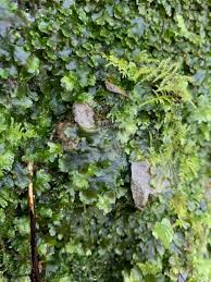 Attēlu rezultāti vaicājumam “Conocephalum conicum”