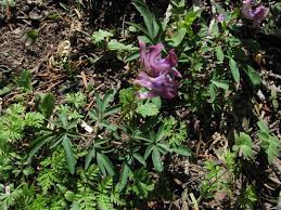 Attēlu rezultāti vaicājumam “Corydalis intermedia fruit”