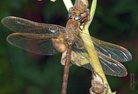 Attēlu rezultāti vaicājumam “Aeshna grandis”