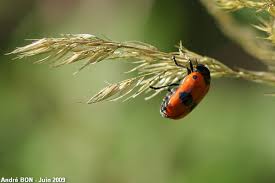 Attēlu rezultāti vaicājumam “Clytra quadripunctata”
