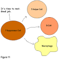 How the Immune System Fights Disease - TheBody.