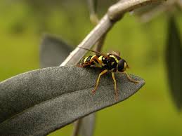 Attēlu rezultāti vaicājumam “Xanthogramma sp.”