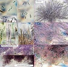 Attēlu rezultāti vaicājumam “Ionomidotis irregularis”