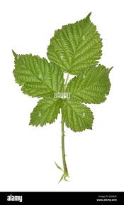 Attēlu rezultāti vaicājumam “Rubus plicatus leaf”