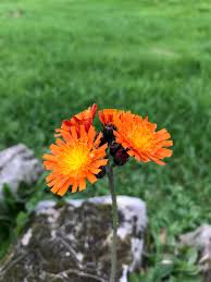 Attēlu rezultāti vaicājumam “Pilosella officinarum flower”