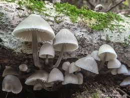 Attēlu rezultāti vaicājumam “Mycena”